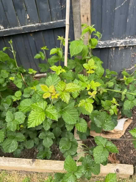 Photo of free Thornless blackberry plants (Grafton, Shrewsbury) #1