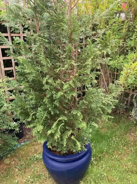 Photo of free Conifer tree in pot x2 (East Grinstead RH19) #1
