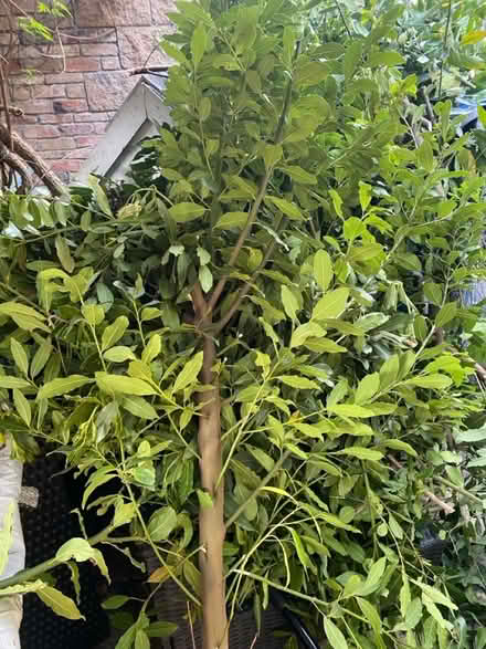Photo of free Bay leaves (Littleport, CB6 1) #1
