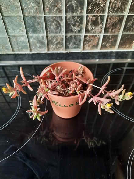 Photo of free Ice Plant Delosperma yellow (Morden SM4) #2
