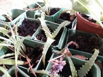 Photo of free House plant babies (HP3 Apsley) #2