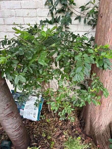 Photo of free Hedge plant (SW15 Putney) #1
