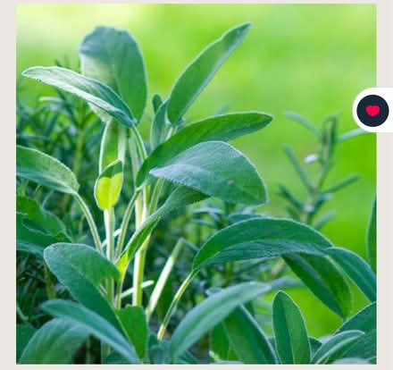 Photo of Sage plant (Bowerham LA1) #1