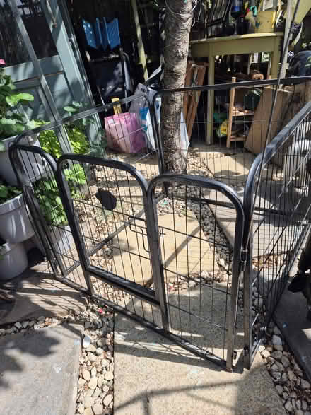Photo of free Dog pe (Rm3 0gd) #1