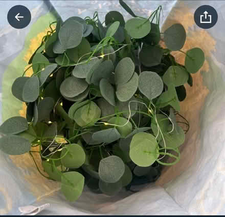 Photo of free Eucalyptus fairy lights (G42) #1
