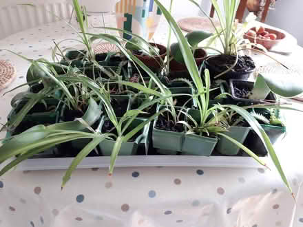 Photo of free House plant babies (HP3 Apsley) #3