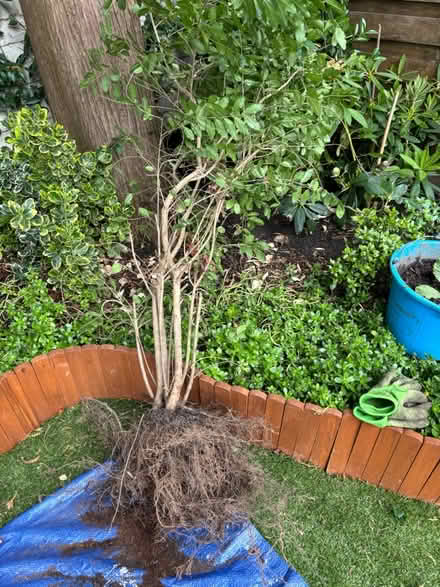 Photo of free Hedge plant (SW15 Putney) #4