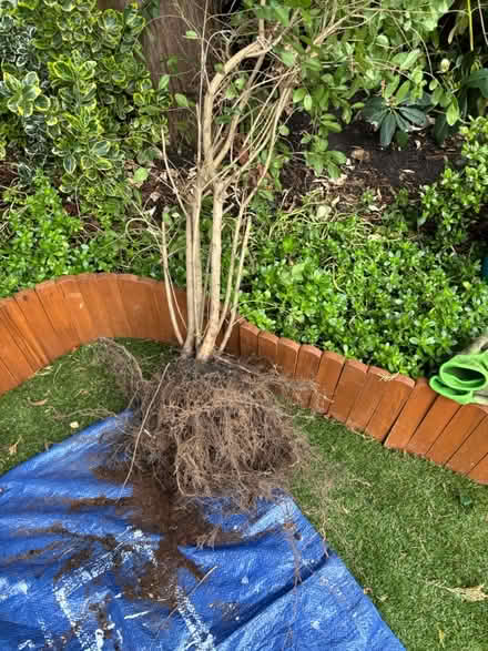 Photo of free Hedge plant (SW15 Putney) #3