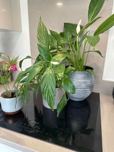 Photo of free 3 healthy house plants (Woodford SK7) #1