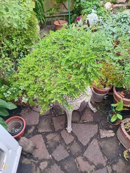 Photo of free Lonicera shrub (Eastbourne BN20) #1