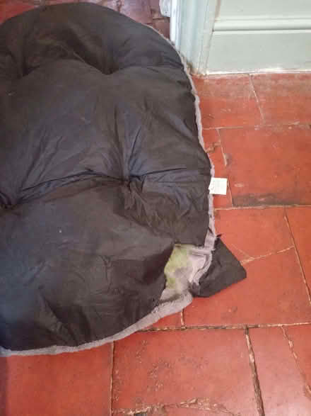 Photo of free Pets at home Dog Bed (Charlton Kings GL52) #2