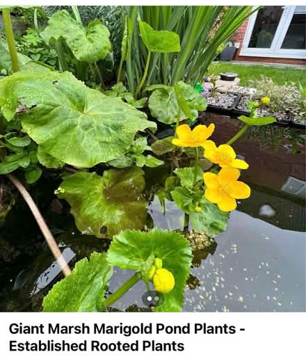 Photo of Pond plants (DE22) #1
