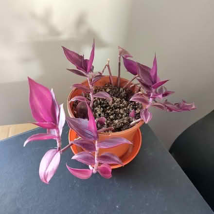 Photo of free Inch plant (New Town CO1) #1