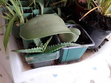 Photo of free House plant babies (HP3 Apsley) #1