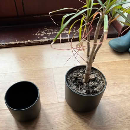 Photo of free Two indoor plant pot (Eastcote HA4) #1