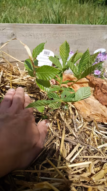 Photo of free small trees (New Greens AL3) #1