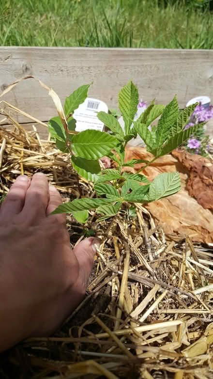 Photo of free small trees (New Greens AL3) #1