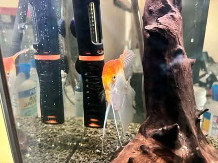 Photo of free Fish tanks and accessories (Crowthorne RG45) #4