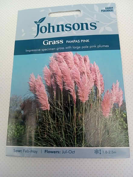 Photo of free Pink Pampas Grass seeds (St Thomas, Exeter) #1