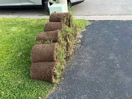 Photo of free Rolls of fresh grass (Hamilton) #2