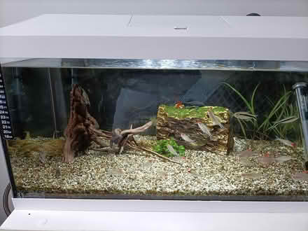 Photo of free Aquarium (BN23) #2