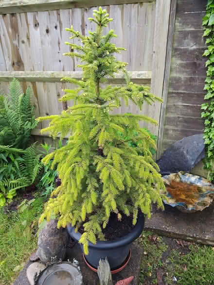 Photo of free Pot grown Christmas tree (Barnard's Green WR14) #1