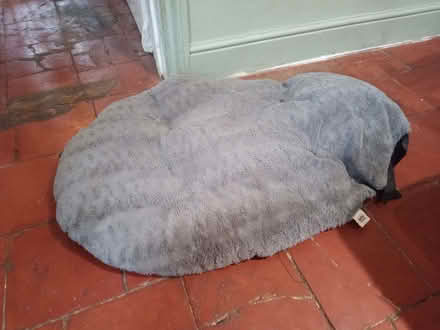 Photo of free Pets at home Dog Bed (Charlton Kings GL52) #1