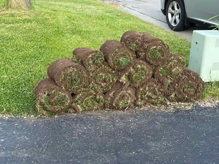 Photo of free Rolls of fresh grass (Hamilton) #1