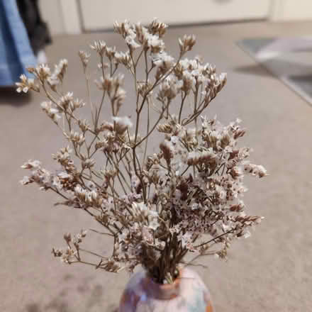 Photo of free Dried flowers (Croydon CR0) #1