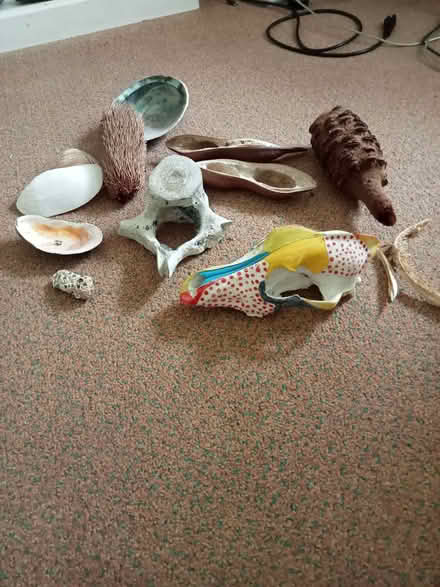 Photo of free Interesting bones for young enthusiast (Stainton CA11) #2