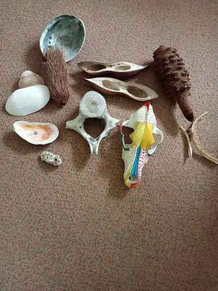 Photo of free Interesting bones for young enthusiast (Stainton CA11) #1