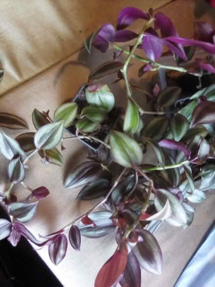 Photo of free House Plants (Craghead DH9) #1