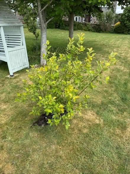 Photo of free Willow tree OL4 area (Lydgate OL4) #1