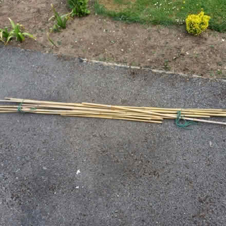 Photo of free Bamboo canes (Charlton Kings GL52) #1