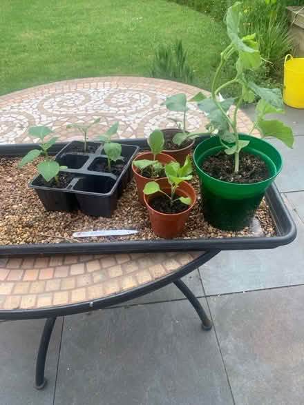 Photo of free Veg Plants (CT5) #1