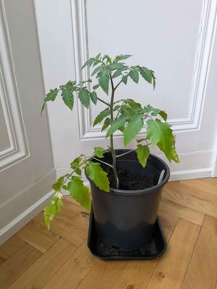 Photo of free Tomato plants (Glenageary) #2
