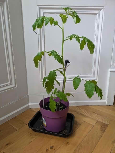 Photo of free Tomato plants (Glenageary) #1