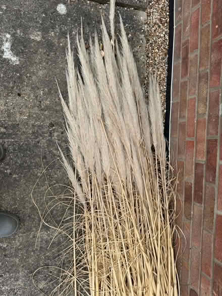 Photo of free Pampas Grass Fronds (CO14) #1