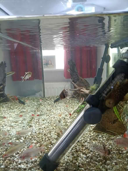 Photo of free Aquarium (BN23) #3