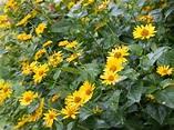 Photo of free Jerusalem Artichoke (Elmvale Acres) #1