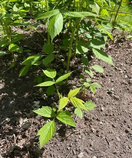 Photo of free Raspberry Plants (Beacon Hill) #1