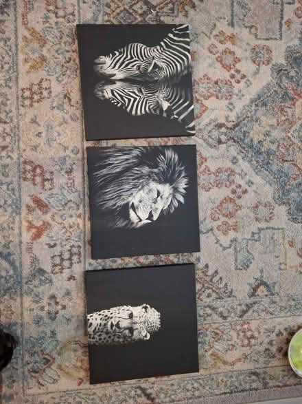 Photo of free safari animal black white canvases (DA11) #1