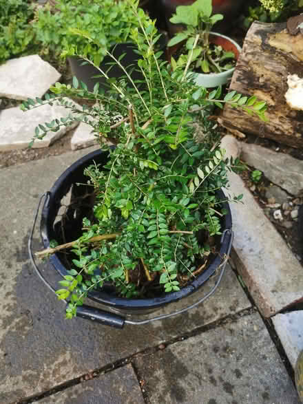 Photo of free Small Rooted Bush possibly Box (Saltaire BD18) #1