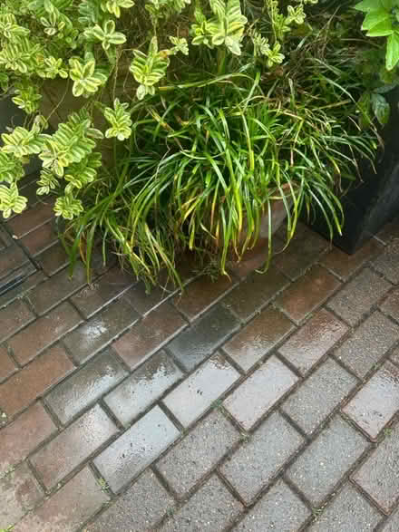 Photo of free Plants and pots (Chiswick) #3