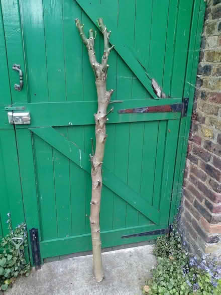 Photo of free Holly trunk for woodworking, lathe? (Highbury N5) #2