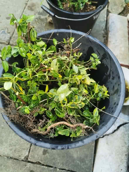 Photo of free Small Rooted Bush (Saltaire BD18) #1