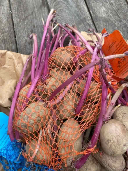 Photo of free Chitted potatoes, early (Nether Edge S7) #1