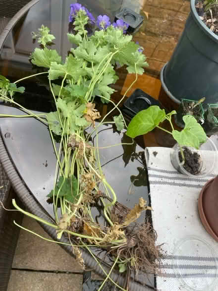 Photo of free Purple hardy geranium with roots (Welling) #1