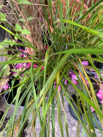 Photo of free Grass (Bracknell RG12) #1