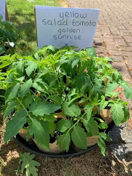 Photo of free Tomato plants (Studham LU6) #3